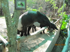 Tapirus indicus