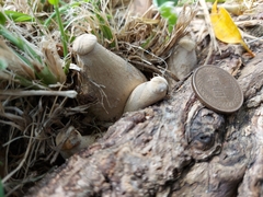 Macrocybe gigantea