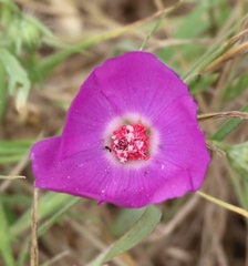 Callirhoe involucrata