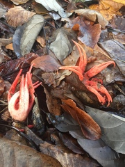 Clathrus archeri