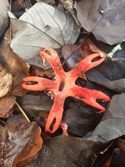 Clathrus archeri