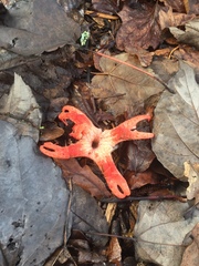 Clathrus archeri