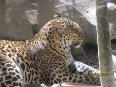 Panthera pardus delacouri