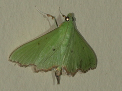 Parotis suralis
