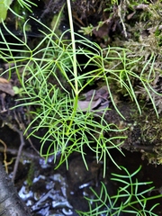 Cenolophium denudatum