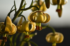 Lilium pyrenaicum