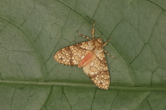 Baritius eleutheroides