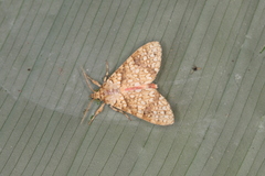 Baritius eleutheroides