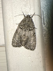 Acronicta retardata
