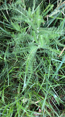 Achillea millefolium