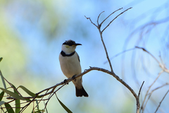 Cissomela pectoralis