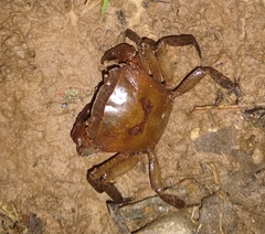 Parathelphusa valida