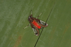 Bertholdia albipuncta image