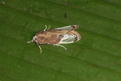 Bertholdia albipuncta image