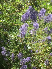 Ceanothus parvifolius