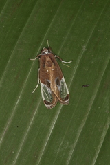 Bertholdia albipuncta