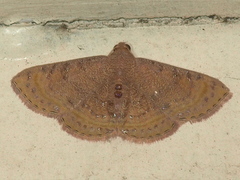 Homodes bracteigutta