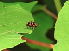 Cryptocephalus trifasciatus
