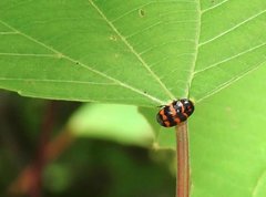 Cryptocephalus trifasciatus