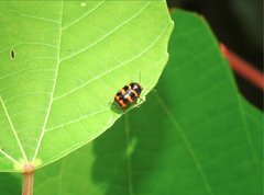 Cryptocephalus trifasciatus
