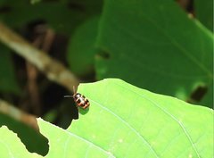 Cryptocephalus trifasciatus