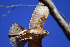 Brown Falcon photo 4