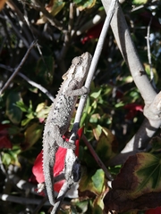 Bradypodion ventrale
