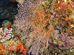 Melithaea