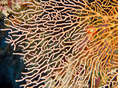 Melithaea