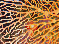 Melithaea