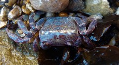 Cyclograpsus audouinii