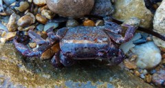 Cyclograpsus audouinii