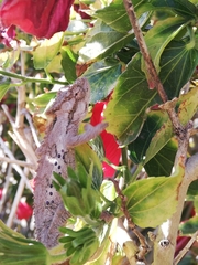 Bradypodion ventrale