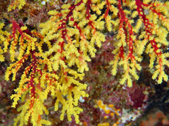 Chironephthya