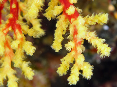 Chironephthya