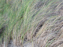 Poa chathamica