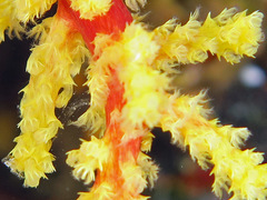 Chironephthya