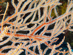 Subergorgia suberosa