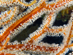 Subergorgia suberosa