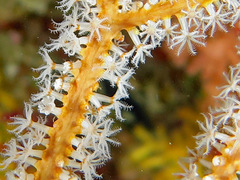 Subergorgia suberosa