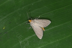 Biturix venosata