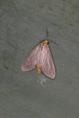 Biturix venosata