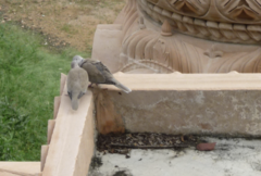 Streptopelia decaocto