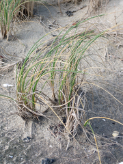 Poa chathamica