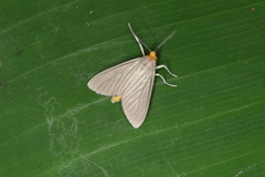 Biturix venosata
