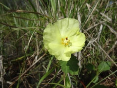 Cienfuegosia drummondii