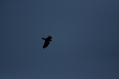 Corvus coronoides perplexus