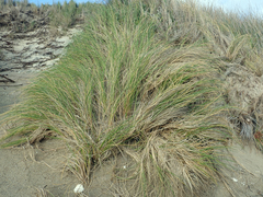 Poa chathamica