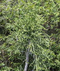 Euphorbia antiquorum