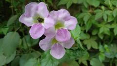 Asystasia gangetica gangetica